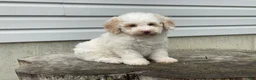 Miniature Poodle dogs for sale: Dazzler Miniature Poodle  - Ad 8