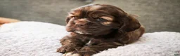 Cocker Spaniel dogs for sale: Nutella - Ad 7