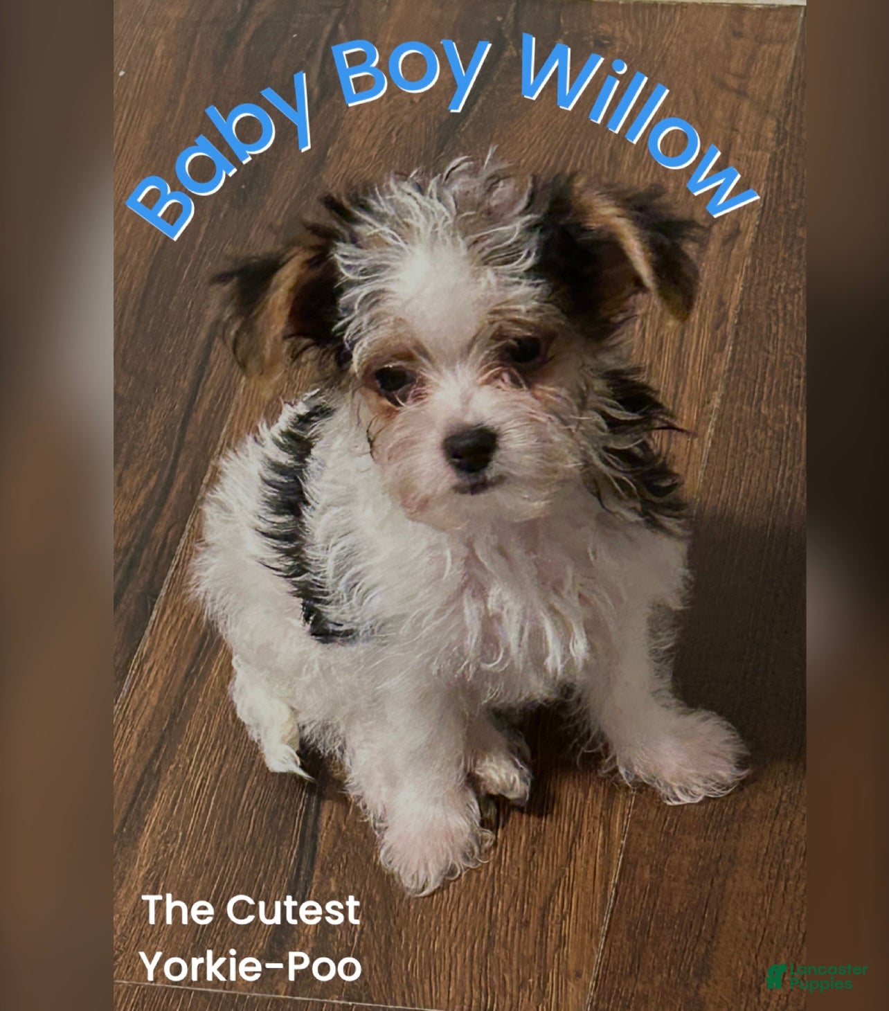 Yorkiepoo dogs TOY Size Willow - Ad 1