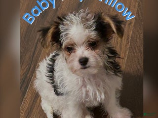 Yorkiepoo dogs TOY Size Willow - Ad 37