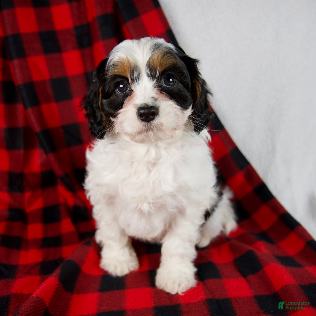 Cavapoo dogs for sale: Eden - Ad 6