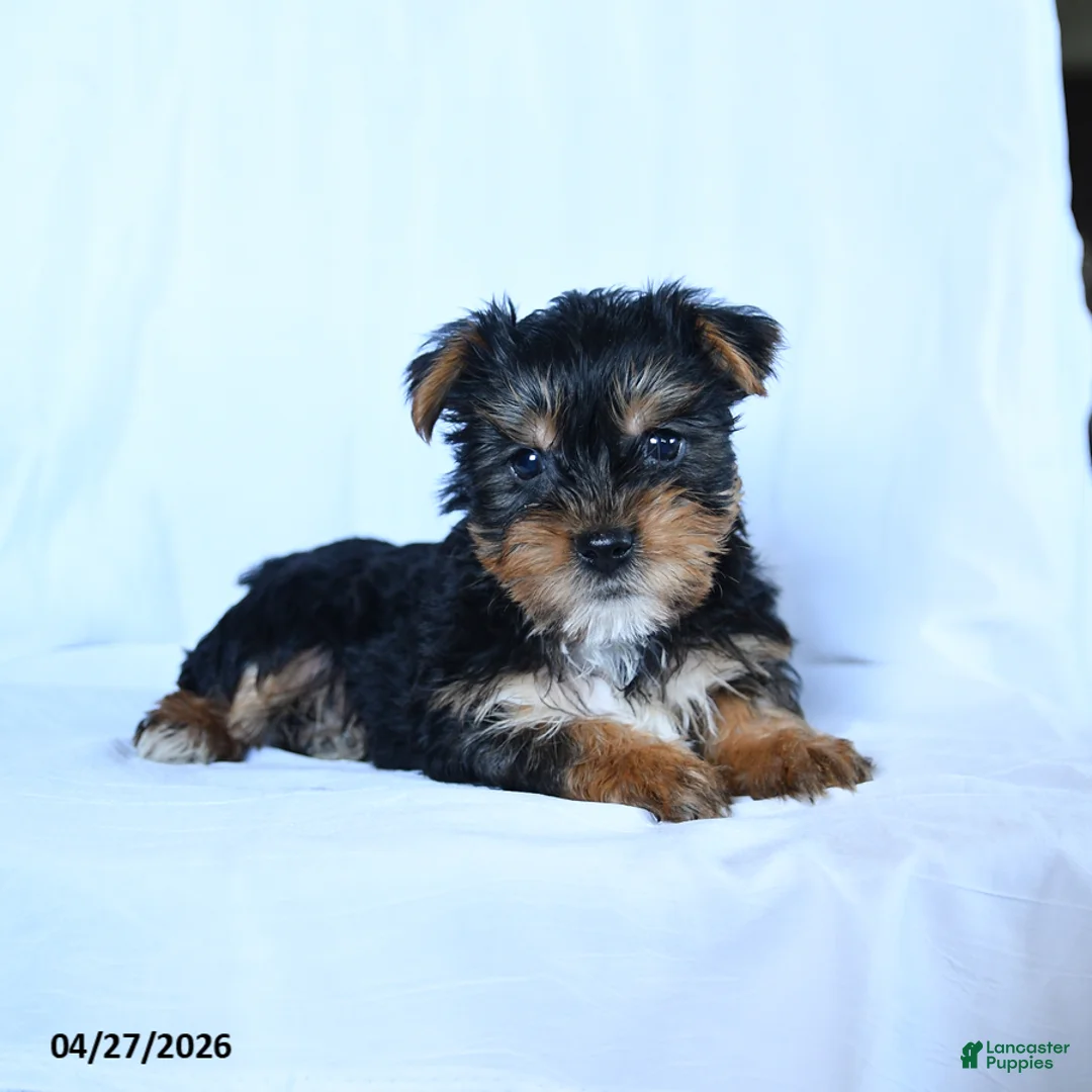 Yorkshire Terrier dogs for sale: Jake - Ad 2