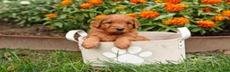 Goldendoodle dogs for sale: Chai - Ad 17