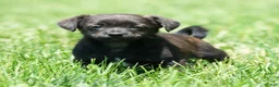 Shorkie dogs for sale: Shawn - Ad 8