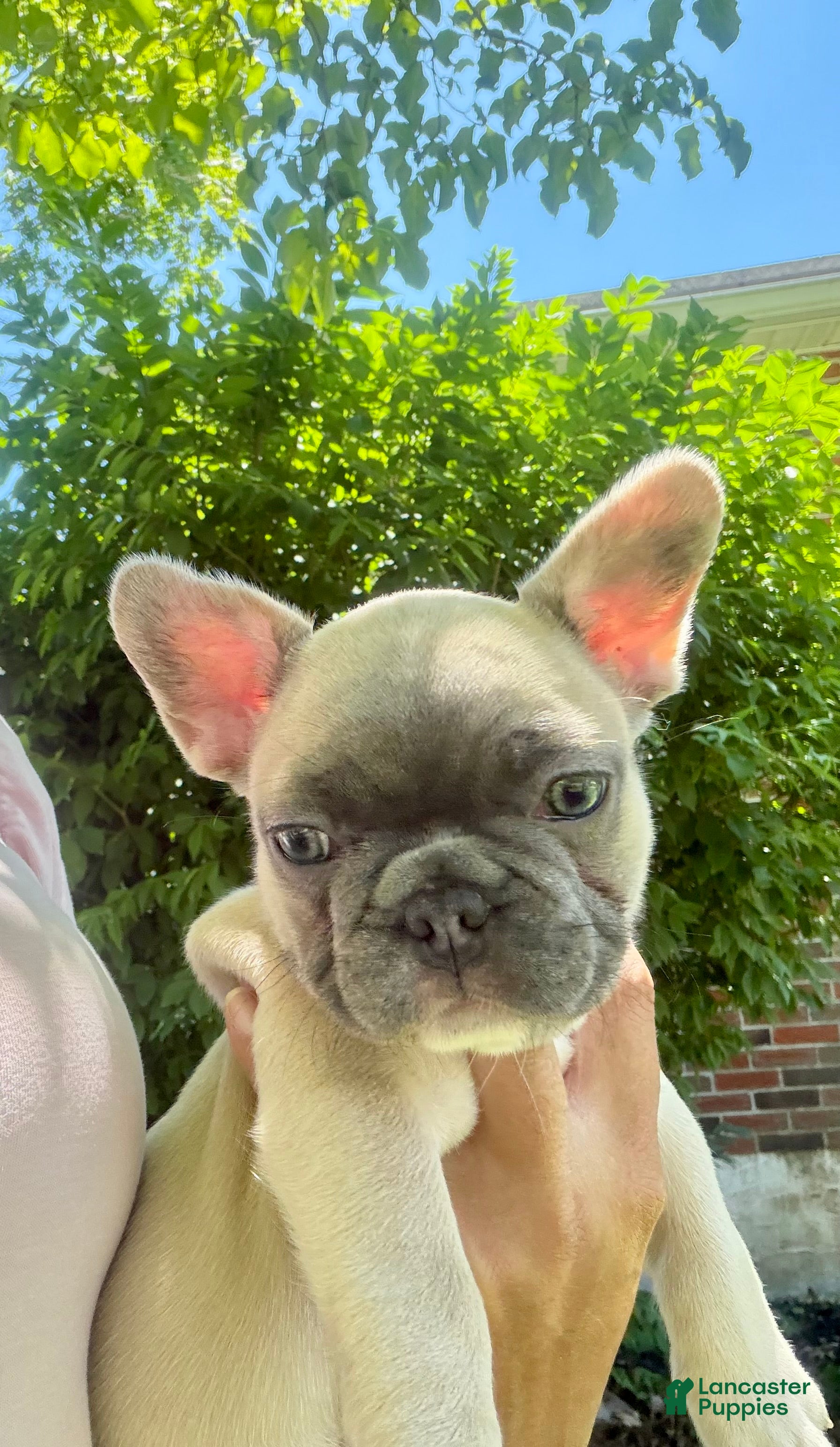 French Bulldog dogs French Bulldog Puppy 5 - Ad 2