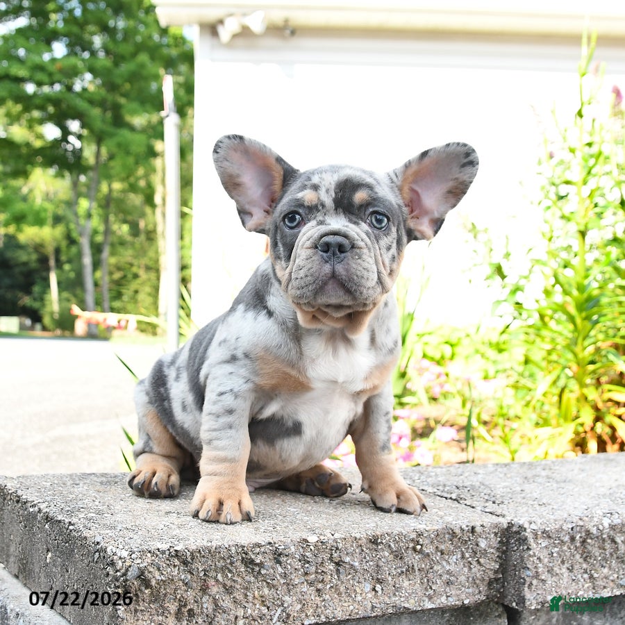 Mixed Breed dogs Chips - Ad 1