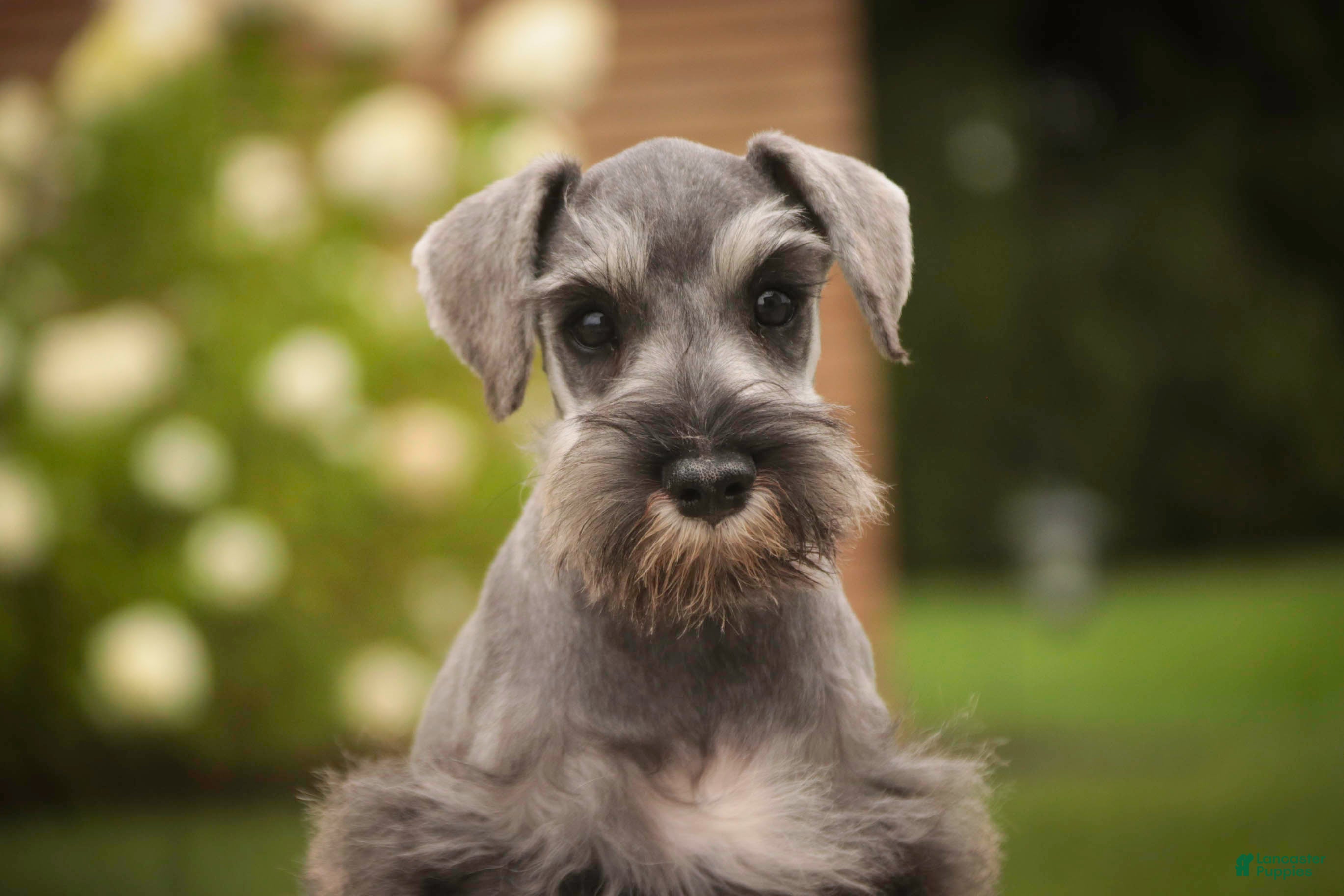 Miniature Schnauzer dogs Quartz Miniature Schnauzer  - Ad 1