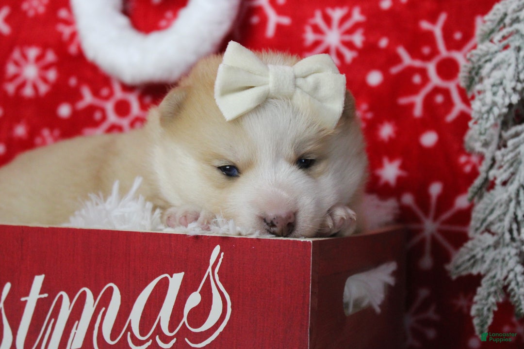 Pomsky dogs for sale: Shasta  - Ad 13