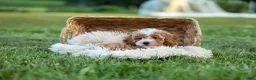 Miniature Poodle dogs for sale:  Ginger 🌸 - Ad 4