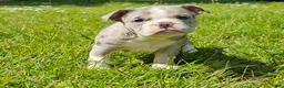 Mixed Breed dogs for sale: Blue Merle Tri-color - Ad 2