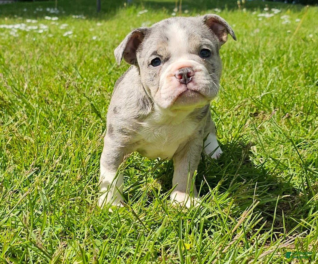 Mixed Breed dogs for sale: Blue Merle Tri-color - Ad 2