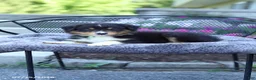 Australian Shepherd dogs for sale: Russell - Ad 3