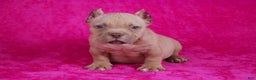 American Bully dogs for sale: Lilac Female - Ad 14