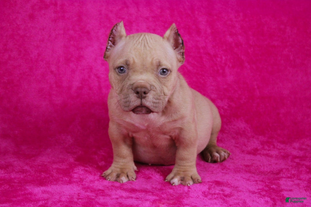 American Bully dogs for sale: Lilac Female - Ad 14