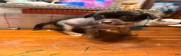 Chinese Crested dogs for sale: Chinese Crested 1 - Ad 2