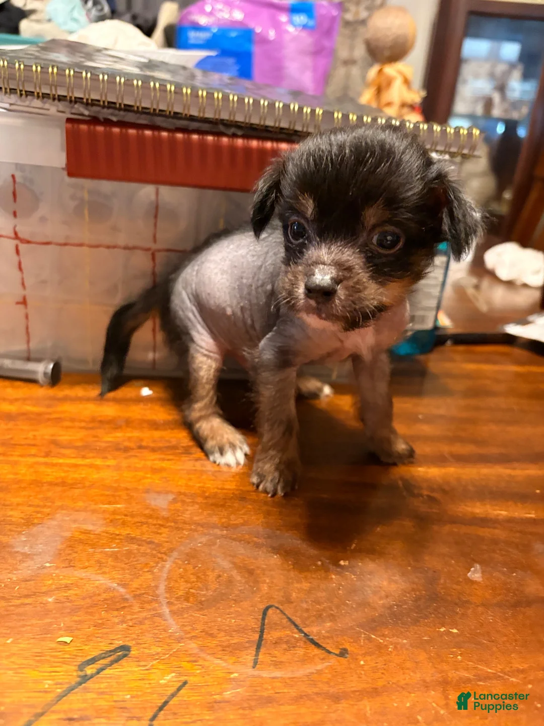 Chinese Crested dogs for sale: Chinese Crested 1 - Ad 2