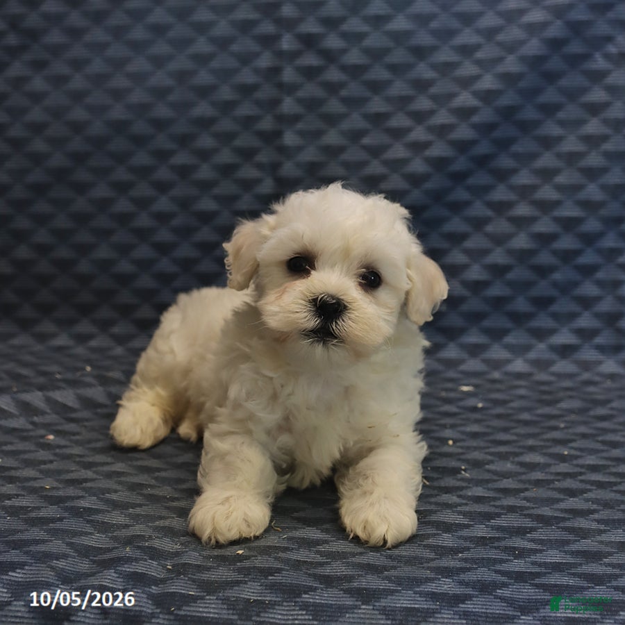 Mixed Breed dogs Trigger - Ad 2