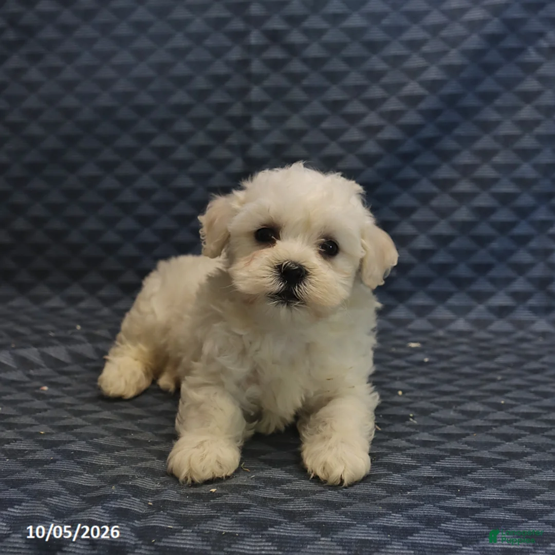 Mixed Breed dogs for sale: Trigger - Ad 2
