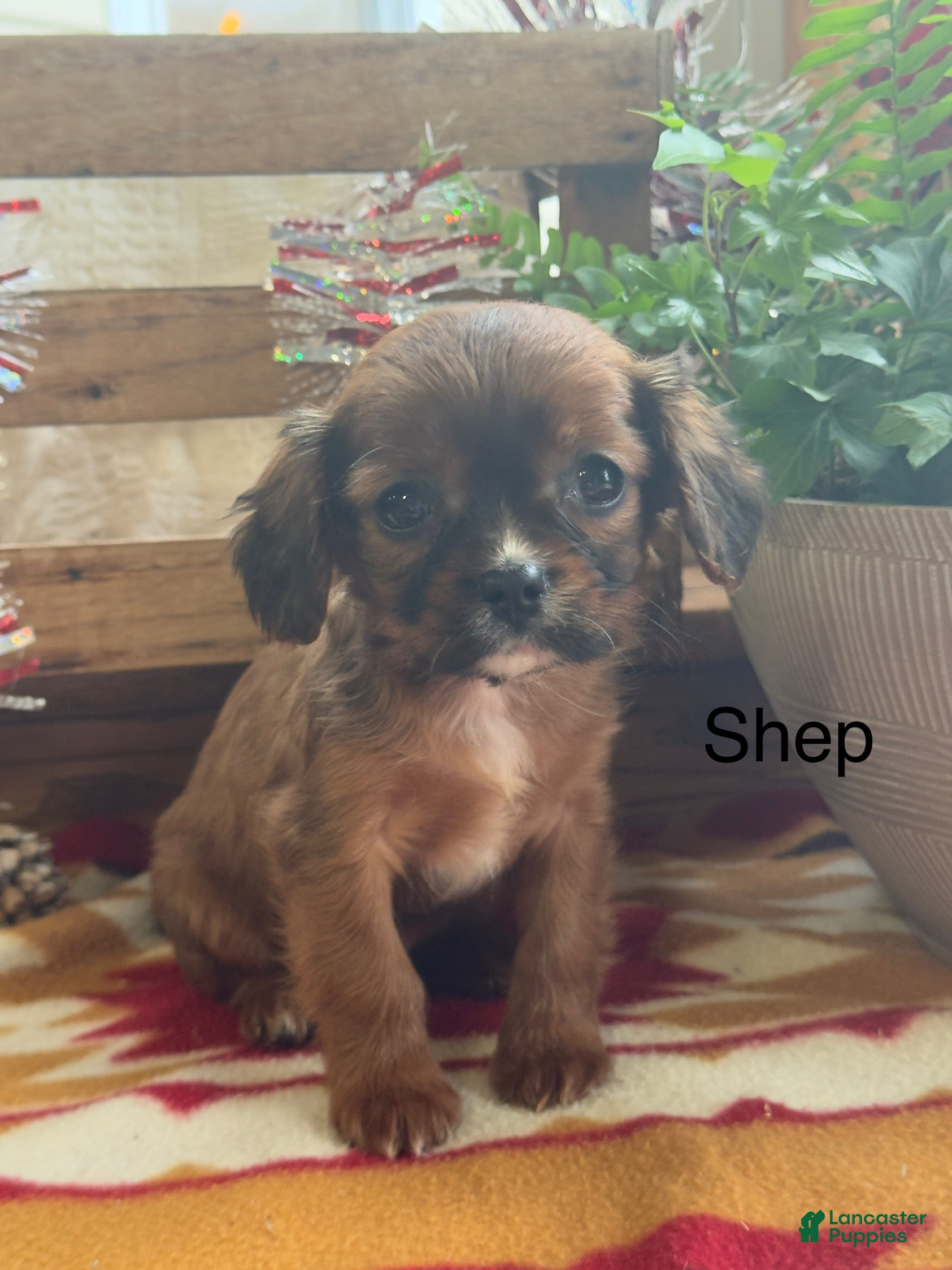 Mixed Breed dogs Shep - Ad 28