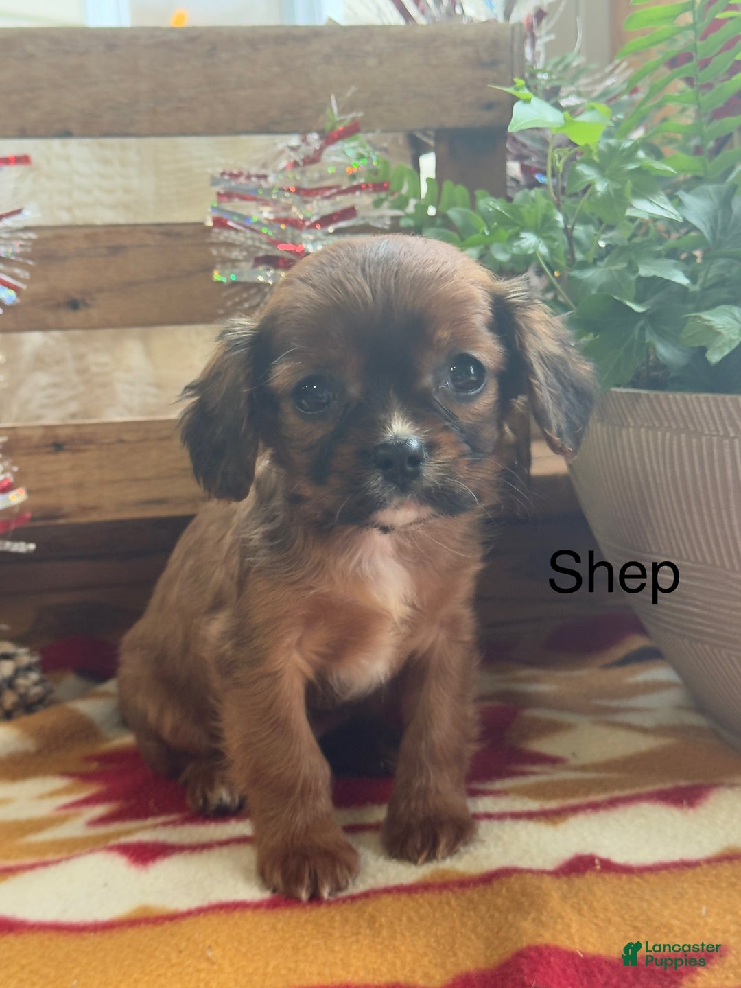 Mixed Breed dogs for sale: Shep - Ad 1
