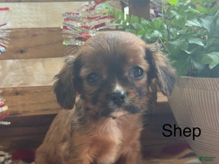 Mixed Breed dogs Shep - Ad 28