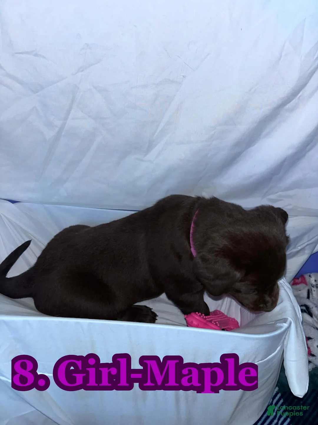 Labrador Retriever dogs for sale: Labrador Retriever Puppy 1 - Ad 2