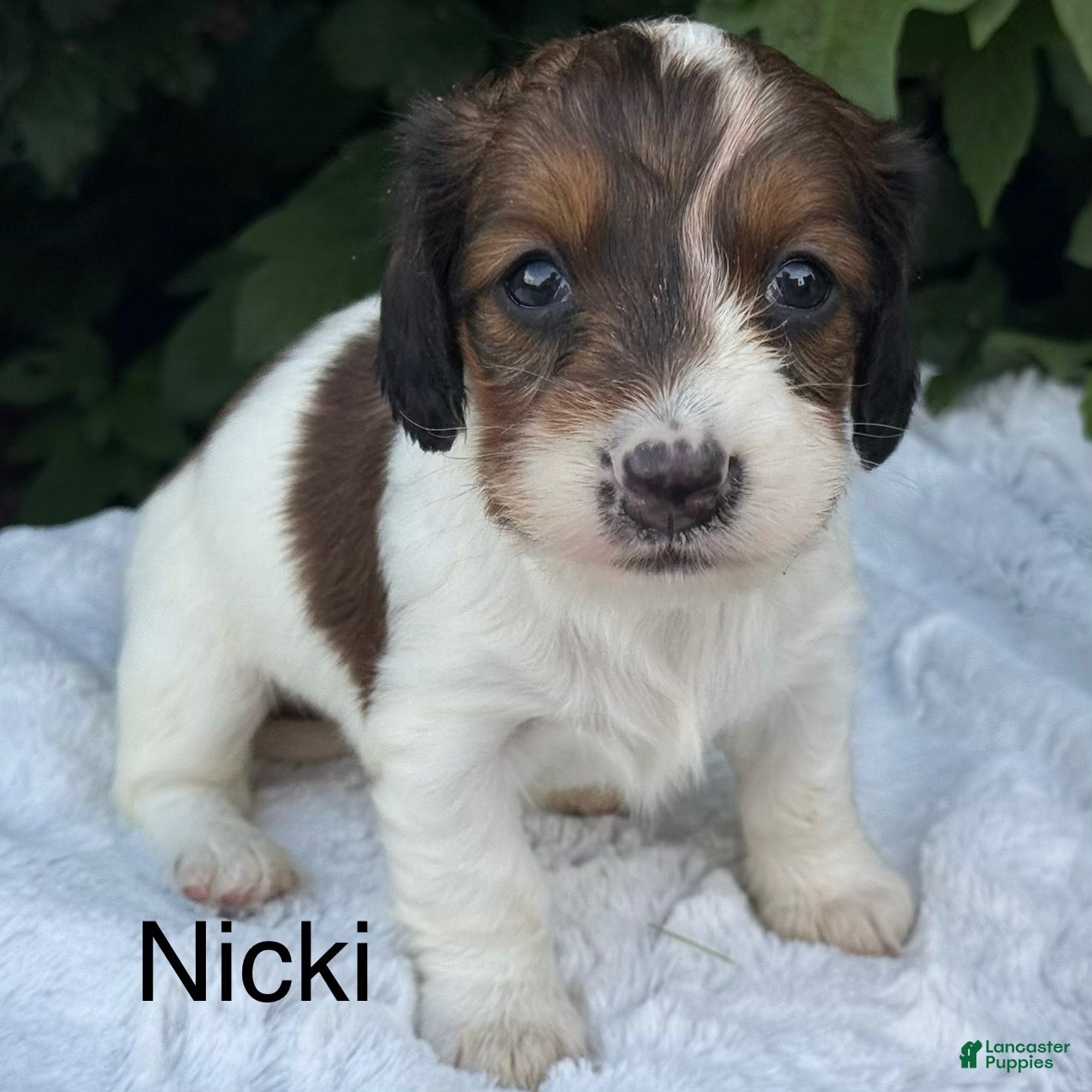 Miniature Dachshund dogs Nicki - Ad 1