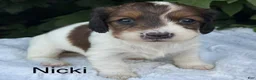 Miniature Dachshund dogs for sale: Nicki - Ad 1