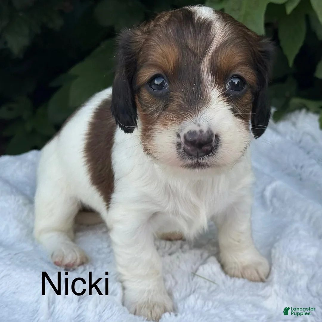 Miniature Dachshund dogs for sale: Nicki - Ad 1
