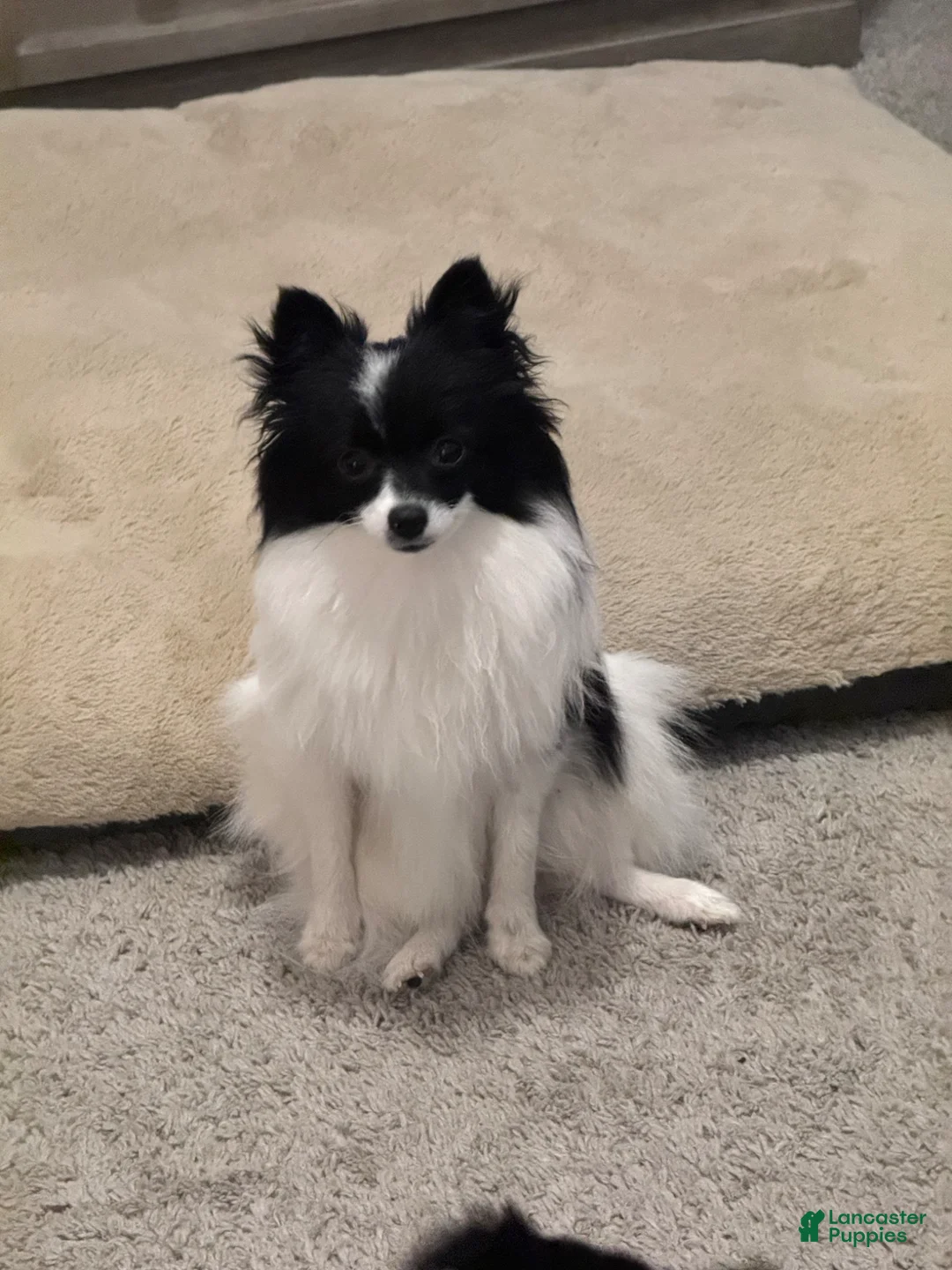 Pomeranian dogs for sale: Caramel - Ad 4