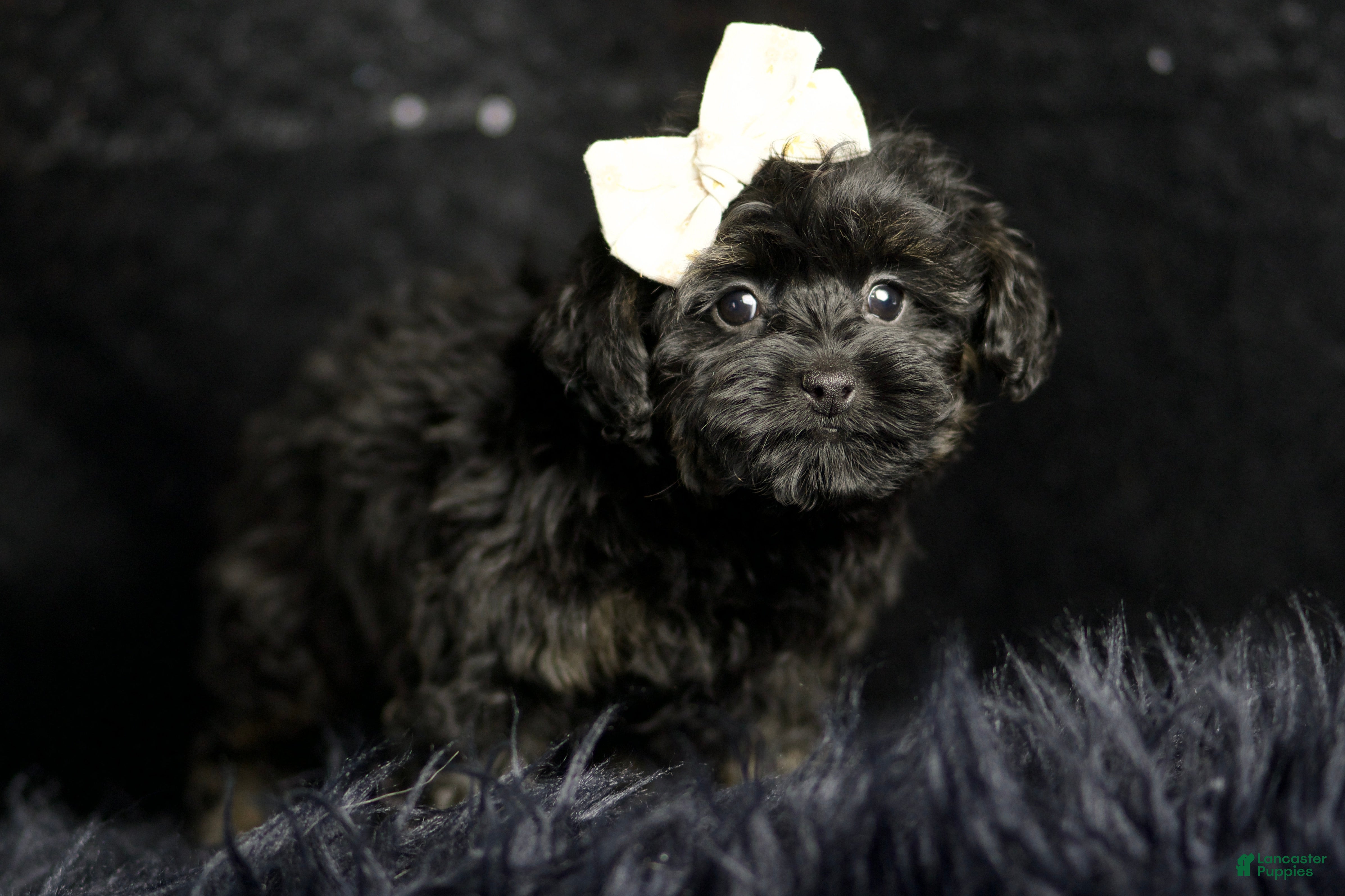 Maltipoo dogs Baby Girl  - Ad 25