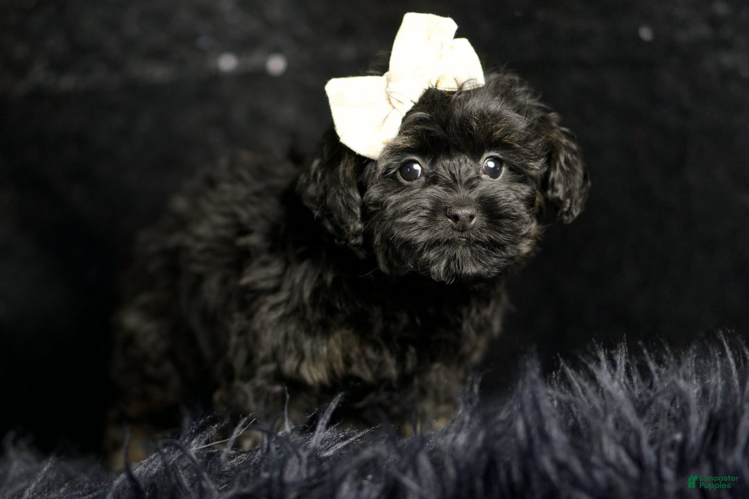 Maltipoo dogs for sale: Baby Girl  - Ad 1
