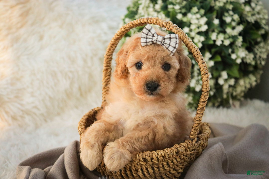 Miniature Poodle dogs for sale: Hailey - Ad 3