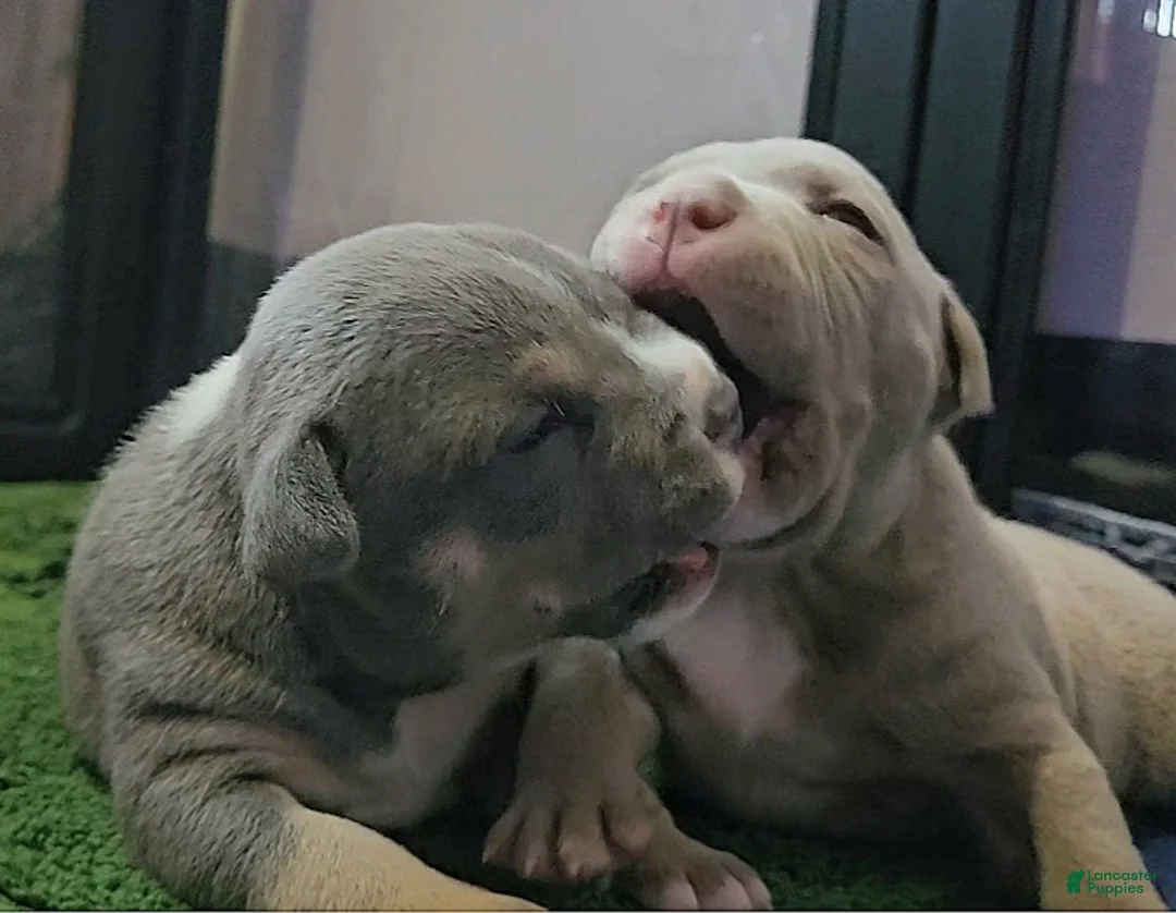 American Bully dogs for sale: American Bully  - Ad 2