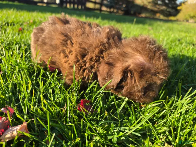 Havanese dogs for sale: Havanese 26105-01 (Male) - Ad 2