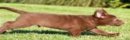Labrador Retriever dogs for sale: Diesel - Ad 9