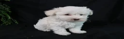 Maltese dogs for sale: Molly - Ad 11