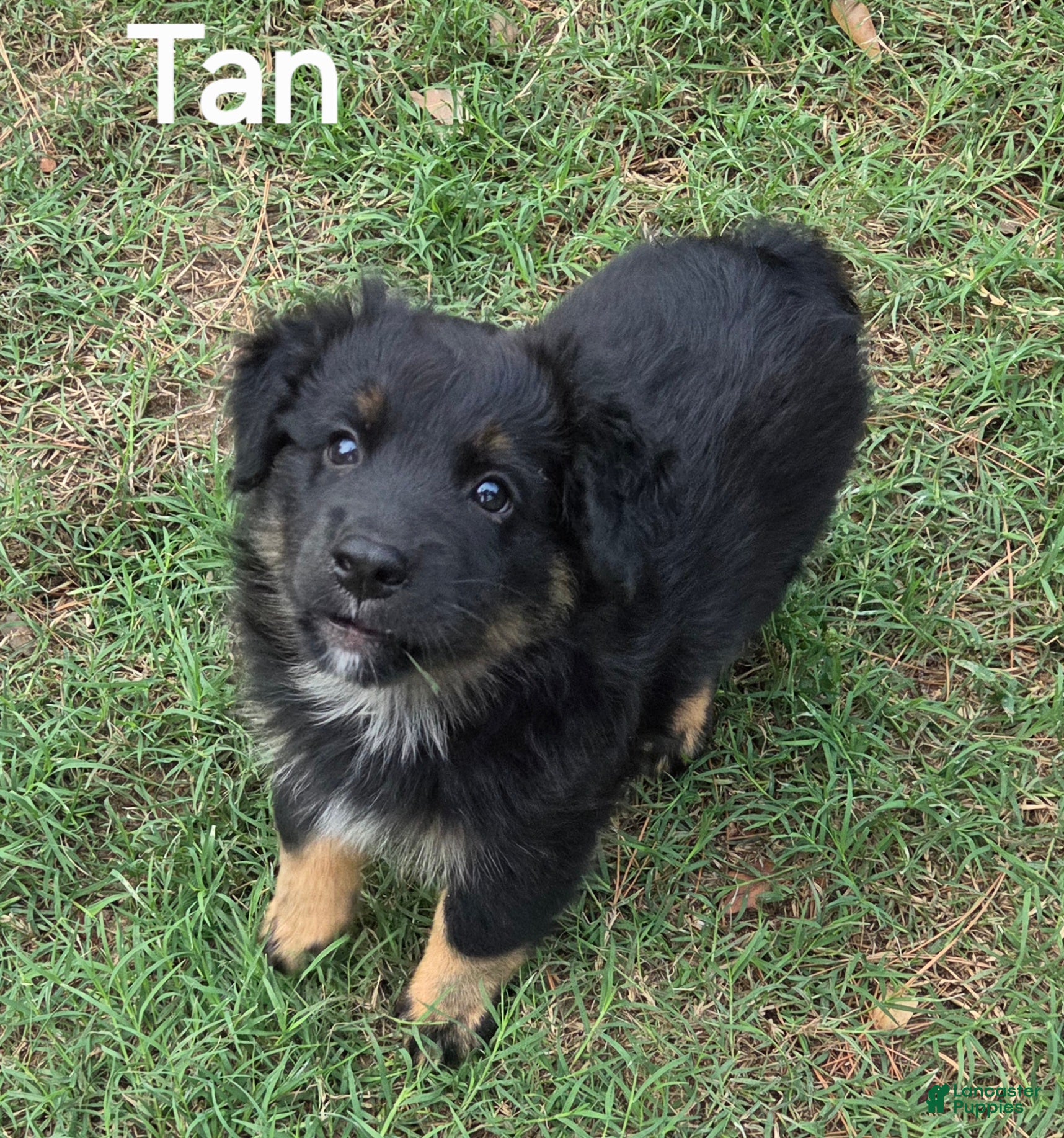 Australian Shepherd dogs for sale: Tan - Ad 36