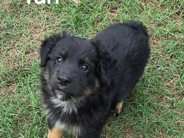 Australian Shepherd dogs for sale: Tan - Ad 36