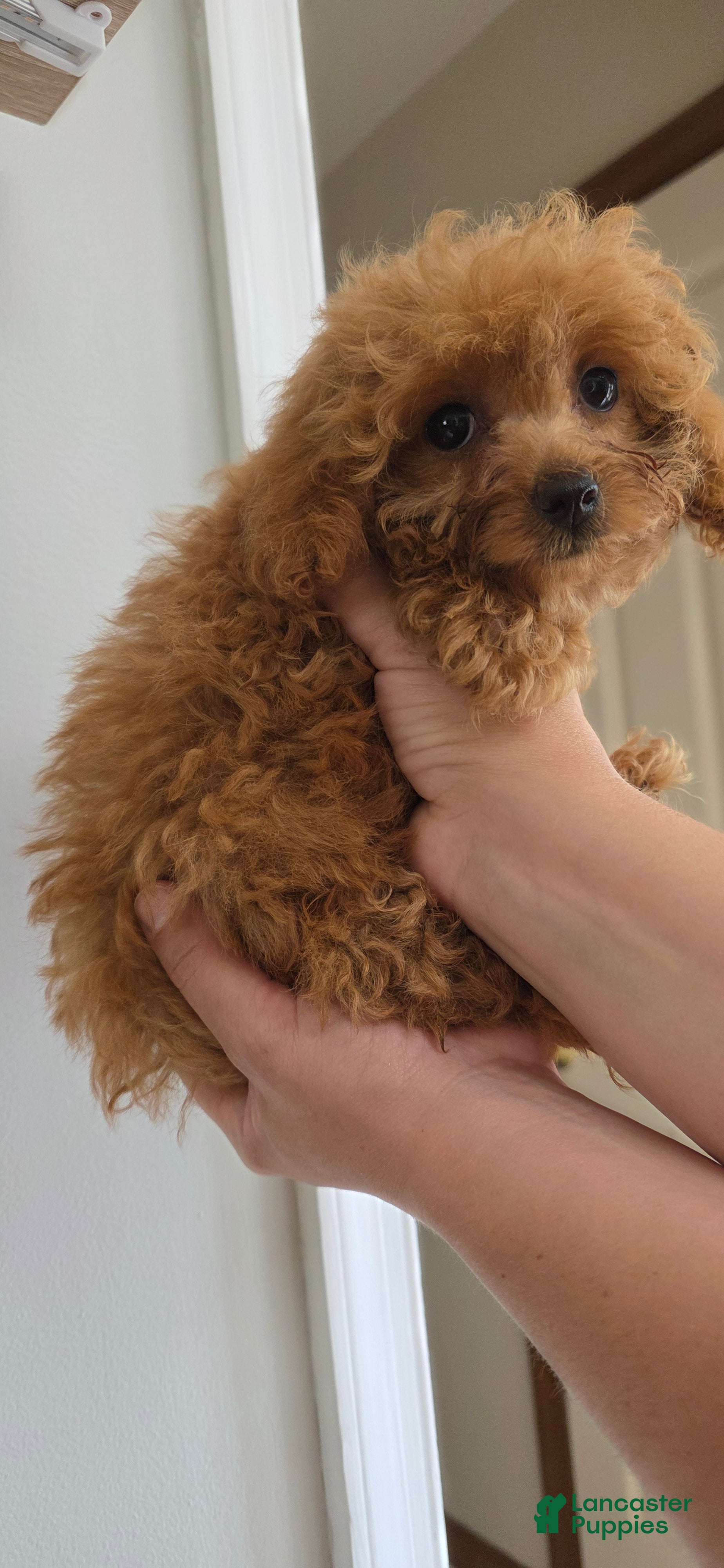 Maltipoo dogs Lucy - Ad 2