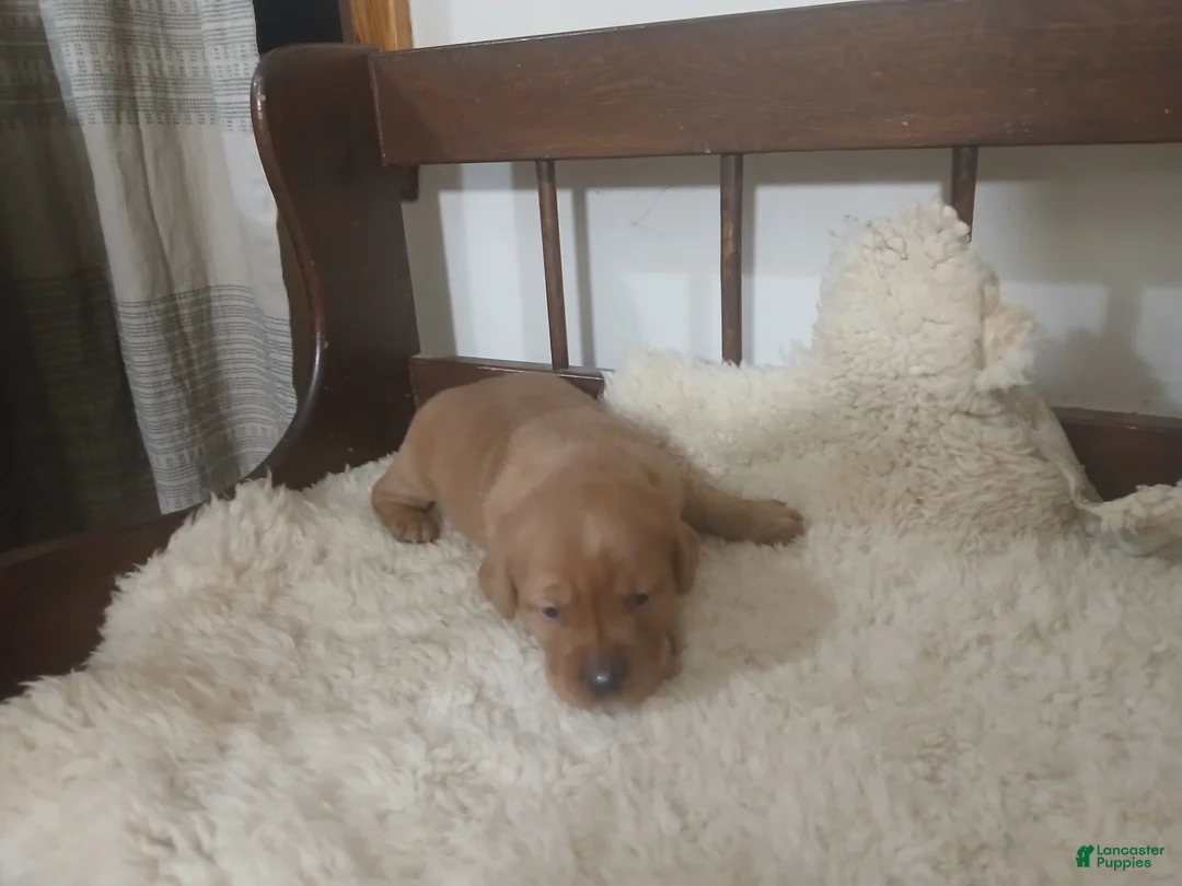 Labrador Retriever dogs for sale: Archer - Ad 8