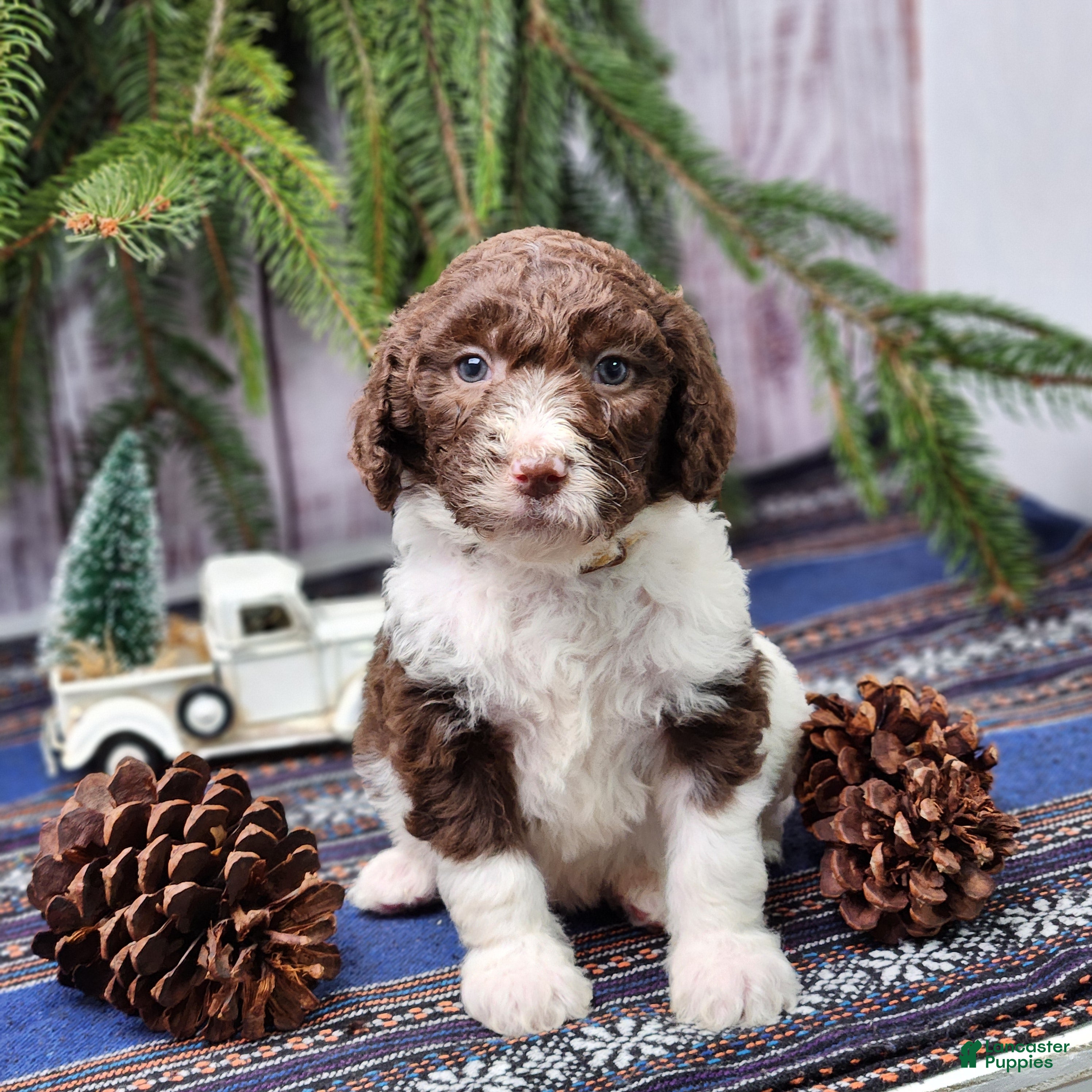 Labradoodle dogs George - F1B - Ad 1