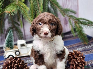 Labradoodle dogs George - F1B - Ad 33