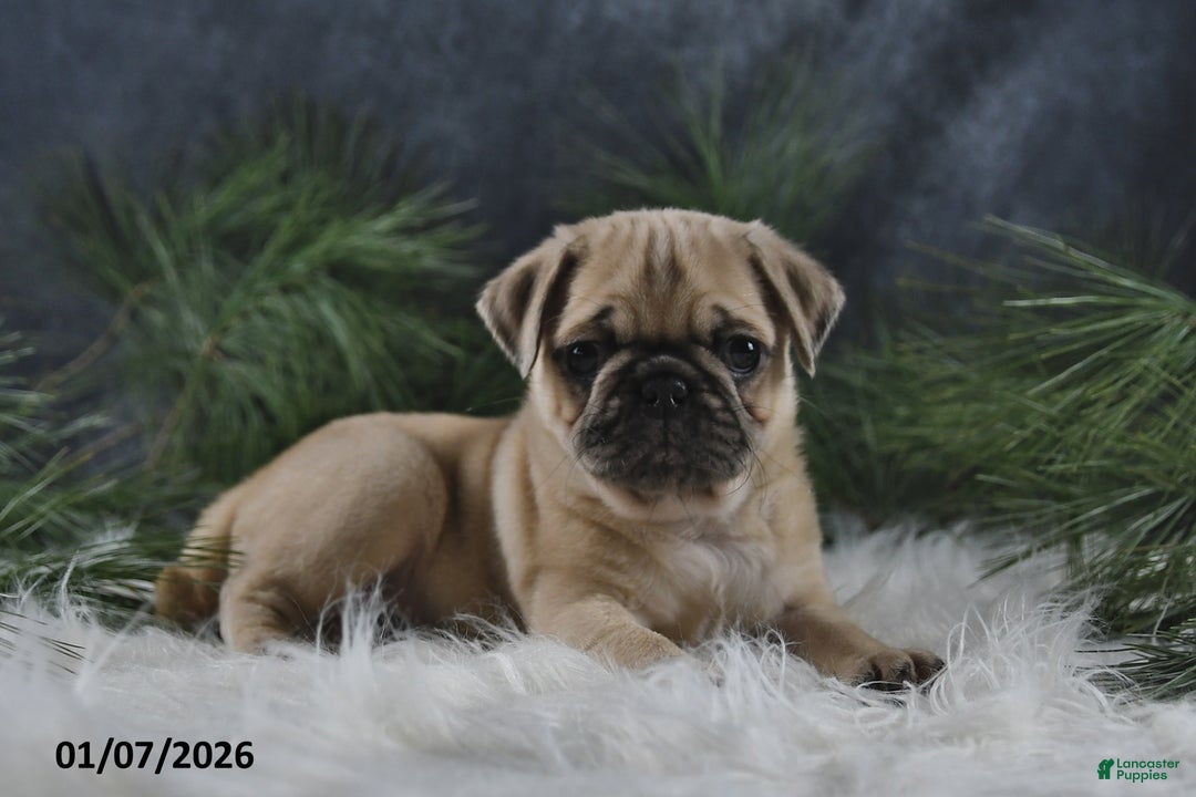 Pug dogs for sale: Brinley - Ad 3