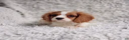 Cavalier King Charles Spaniel dogs for sale: Cavalier King Charles Spaniel 1 - Ad 5