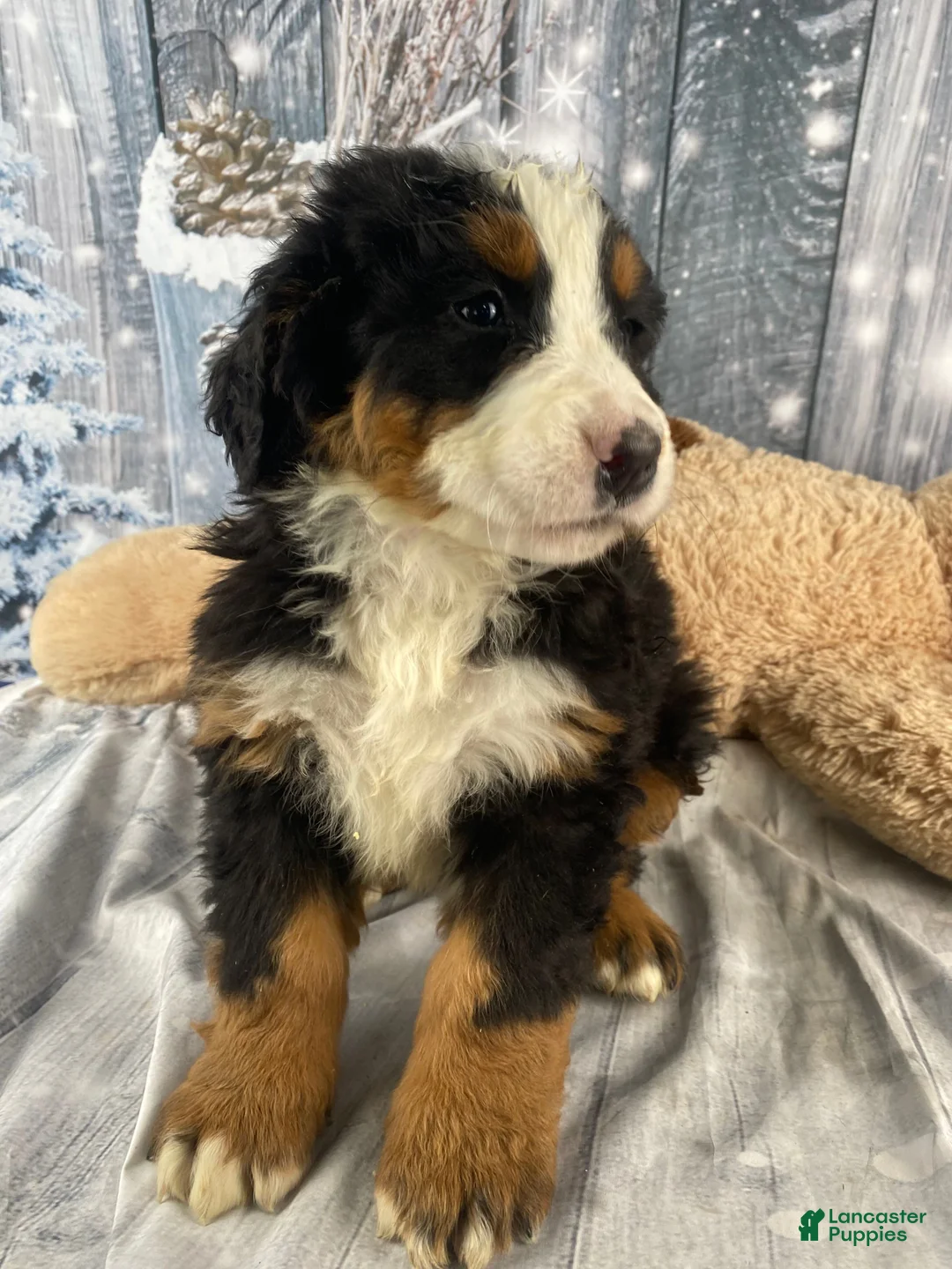 Bernese Mountain Dog dogs for sale: Maverick - Ad 1