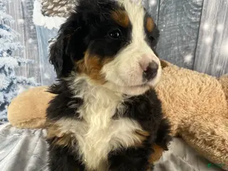 Bernese Mountain Dog dogs Maverick - Ad 3