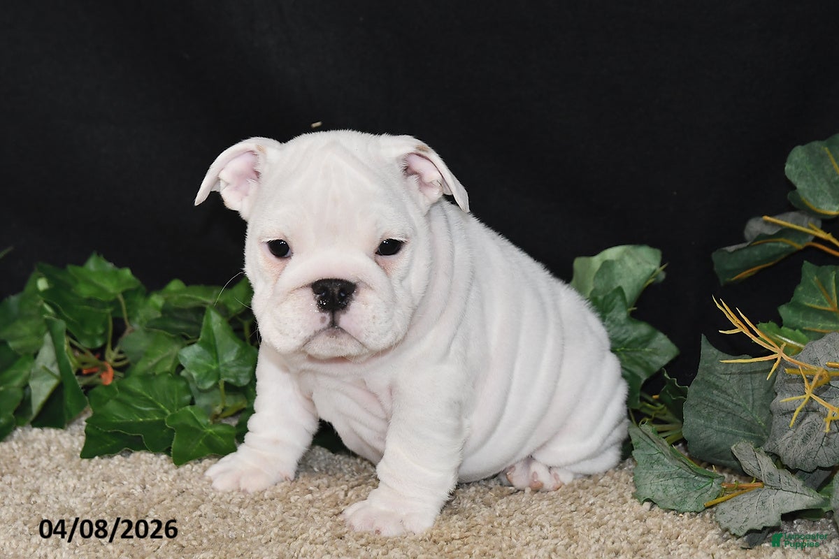 English Bulldog dogs Macey - Ad 1