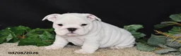 English Bulldog dogs for sale: Macey - Ad 1