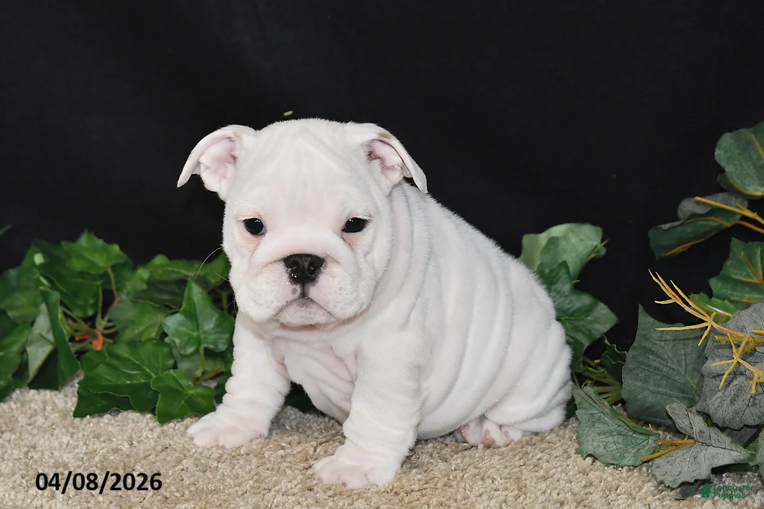 English Bulldog dogs for sale: Macey - Ad 1
